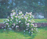Rose in Bloom