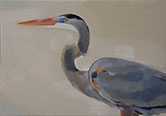 Tricolored Heron