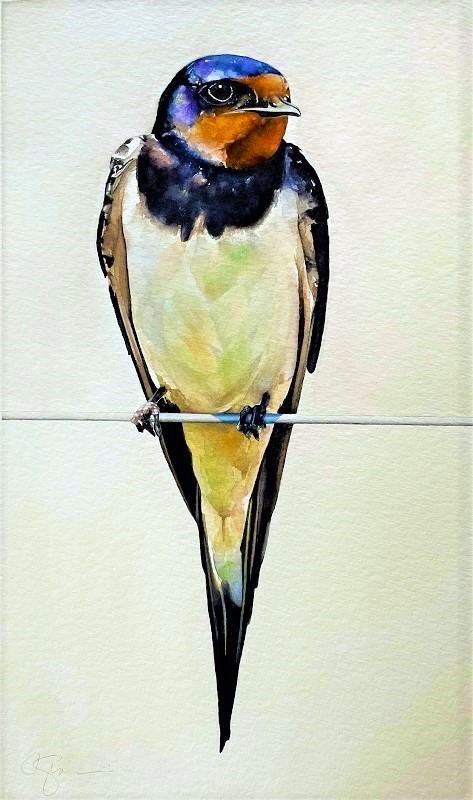 Bird on a Wire