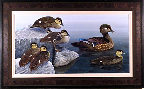 Wood Ducks 