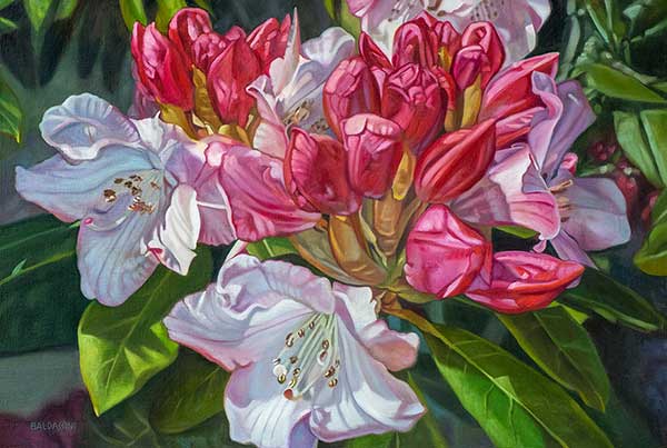 Rhododendron