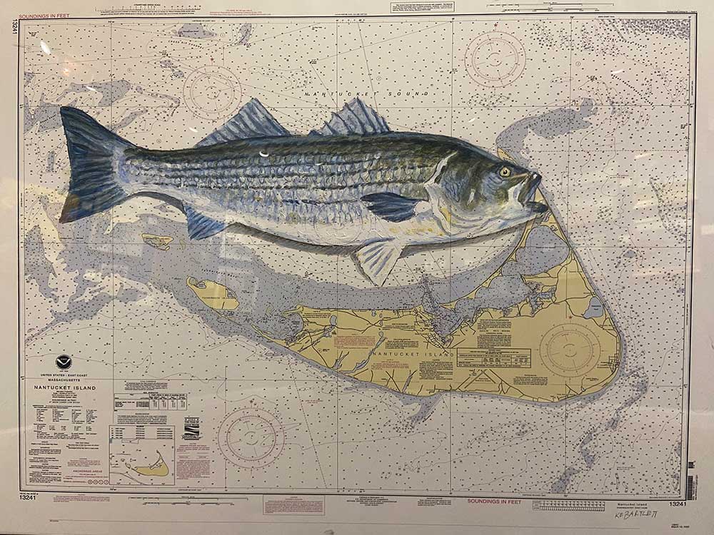 Striped Bass