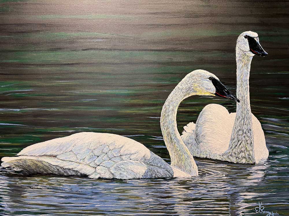 Trumpeter Swans